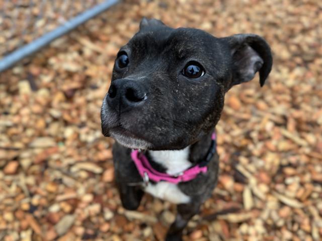 Mia