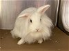 adoptable Rabbit in  named CHA-CHA