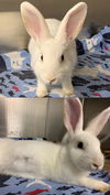 adoptable Rabbit in  named FLURRY