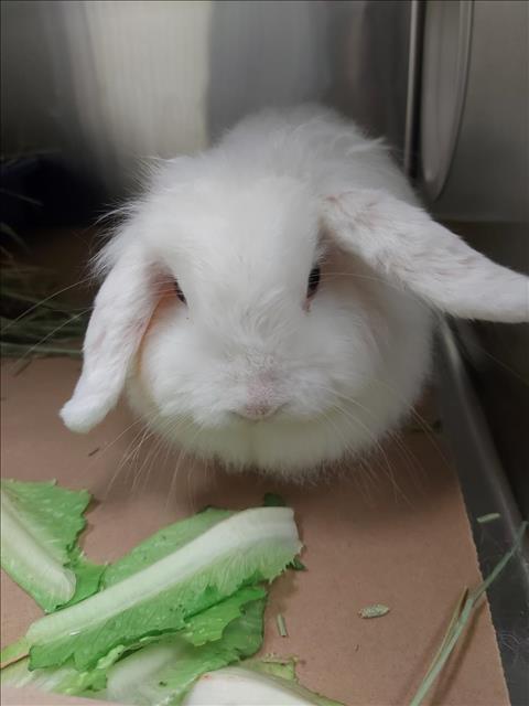 adoptable Rabbit in Etobicoke, ON named JESSE