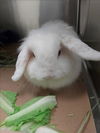 adoptable Rabbit in , ON named JESSE