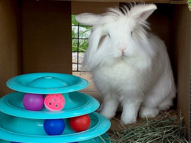 adoptable Rabbit in Etobicoke, ON named CHA-CHA