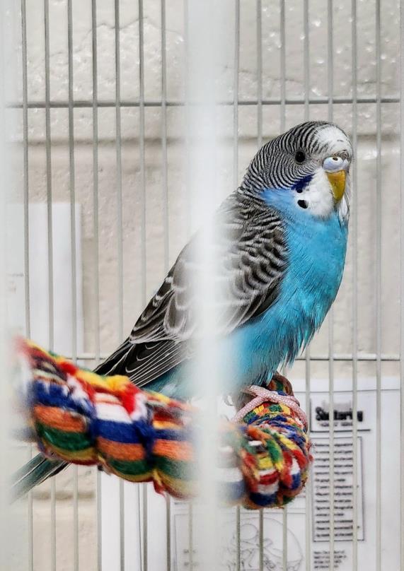 adoptable Bird in Etobicoke, ON named BROOKS