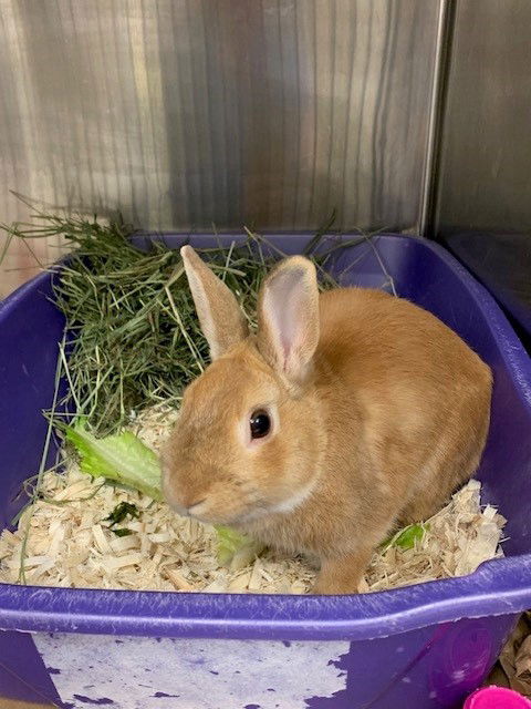 adoptable Rabbit in Etobicoke, ON named ELMER