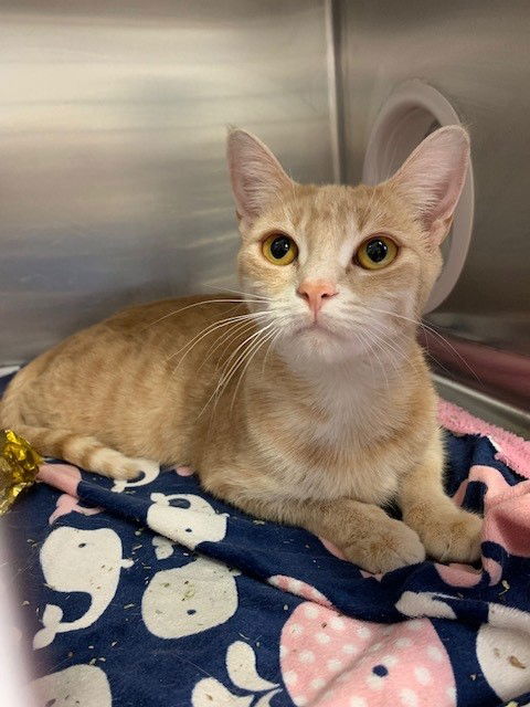 adoptable Cat in Etobicoke, ON named BUFFY