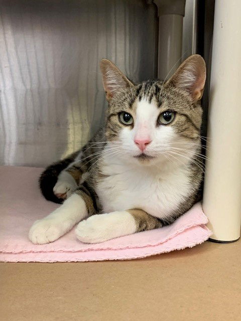 adoptable Cat in Etobicoke, ON named FRANKIE