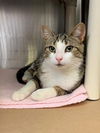 adoptable Cat in , ON named FRANKIE