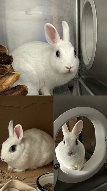 adoptable Rabbit in Etobicoke, ON named REGINA GEORGE