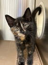 adoptable Cat in , ON named RUBY