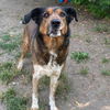 adoptable Dog in  named RAY
