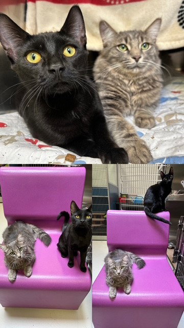 SIMON, an adoptable Domestic Short Hair in Toronto, ON