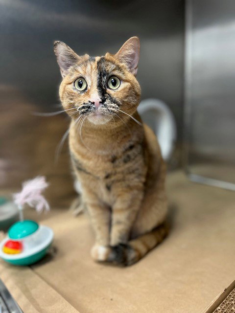CHAOS, an adoptable Domestic Short Hair in Toronto, ON