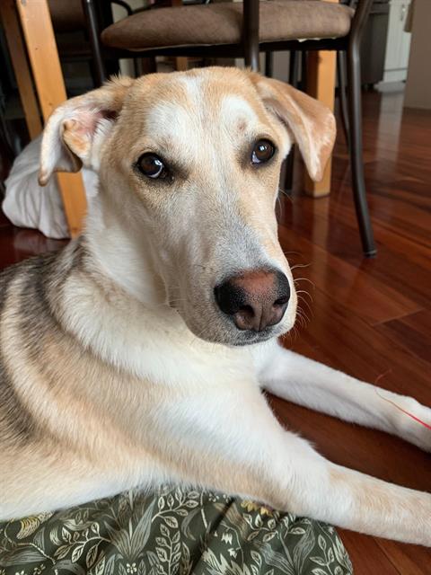 TOM HANKS, an adoptable Collie in Toronto, ON