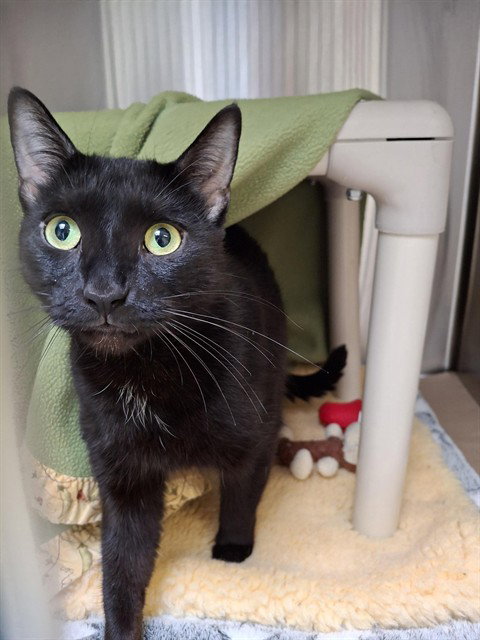 HAZEL, an adoptable Domestic Short Hair in Toronto, ON