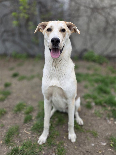 TOM HANKS, an adoptable Collie in Toronto, ON