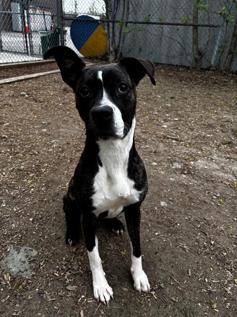 TURTLE, an adoptable American Bulldog in Toronto, ON