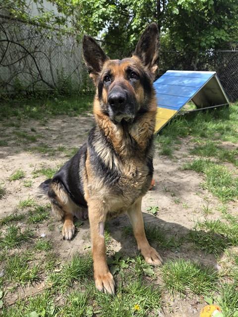 DIXIE, an adoptable German Shepherd Dog in Toronto, ON