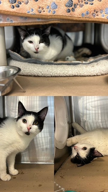 NUNU, an adoptable Domestic Short Hair in Toronto, ON