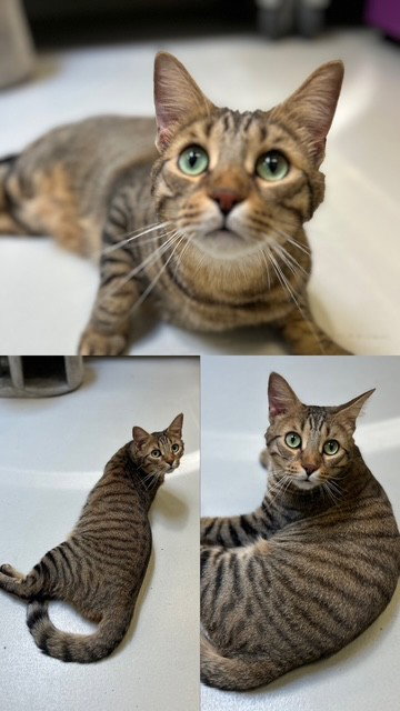 ENZO, an adoptable Domestic Short Hair in Toronto, ON