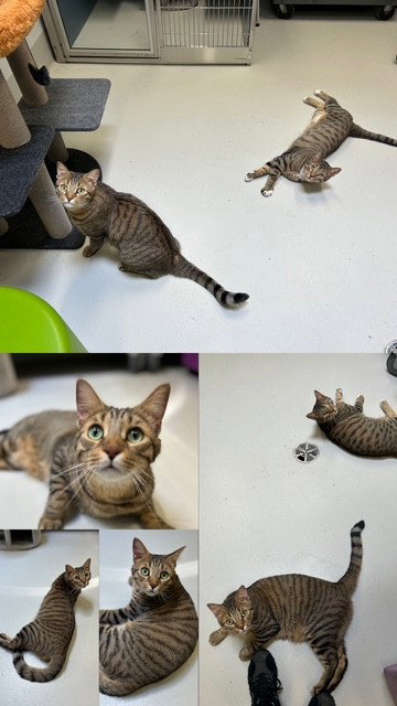 ENZO, an adoptable Domestic Short Hair in Toronto, ON