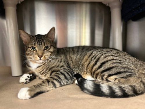 SEBASTIAN, an adoptable Domestic Short Hair in Toronto, ON