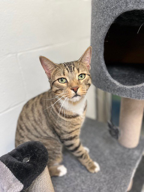 SEBASTIAN, an adoptable Domestic Short Hair in Toronto, ON