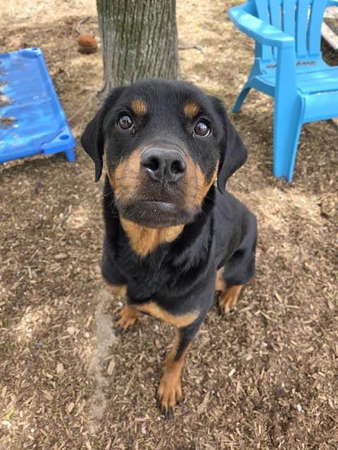 SWEET PEA, an adoptable Rottweiler in Toronto, ON