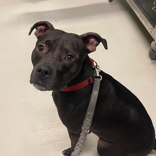 STAR, an adoptable American Bulldog in Toronto, ON