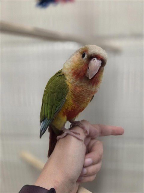 KIWI