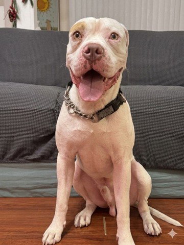 BRONX, an adoptable American Bulldog in Toronto, ON