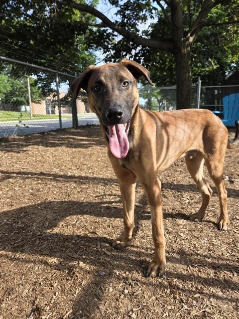 SATURN, an adoptable German Shepherd Dog in Toronto, ON