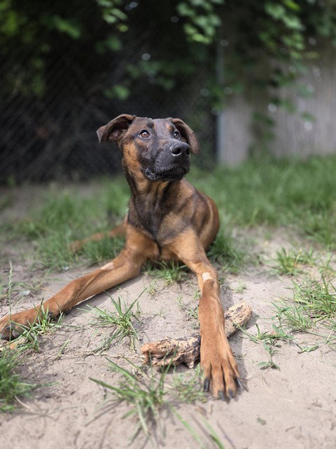 MERCURY, an adoptable German Shepherd Dog in Toronto, ON