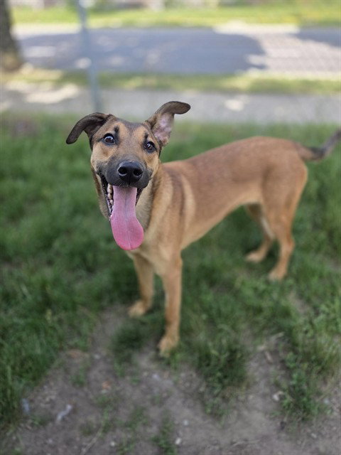 NEPTUNE, an adoptable German Shepherd Dog in Toronto, ON
