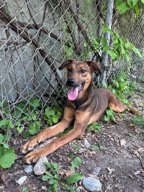 PLUTO, an adoptable German Shepherd Dog in Toronto, ON