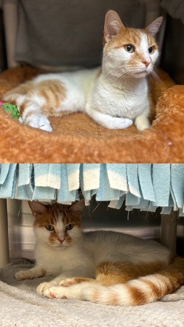 CHARLIE, an adoptable Domestic Short Hair in Toronto, ON
