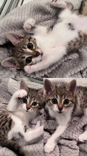 JEZEBEL, an adoptable Domestic Short Hair in Toronto, ON