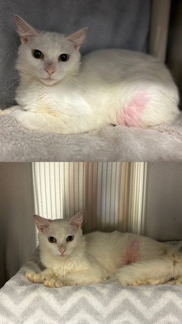ANGEL, an adoptable Domestic Short Hair in Toronto, ON
