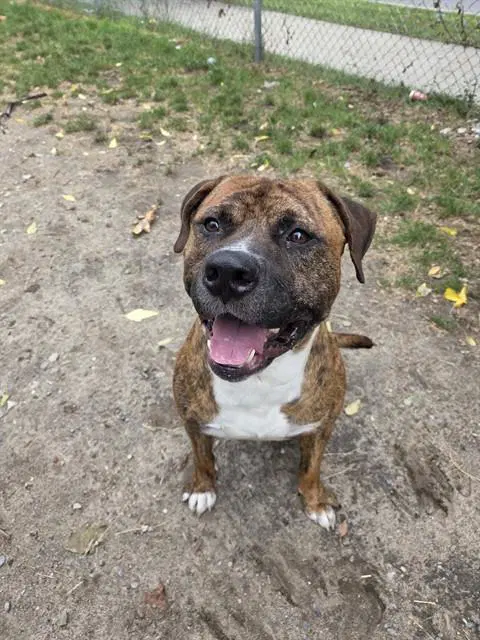 Zuko - American Bulldog