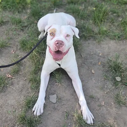 Bronx - American Bulldog