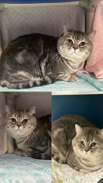 Theodore image 1