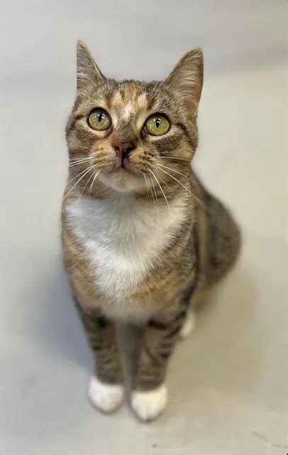 Keeley - Domestic Short Hair