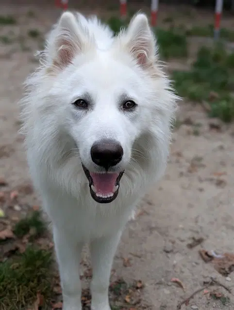 Seth Rogan - White Swiss Shepherd