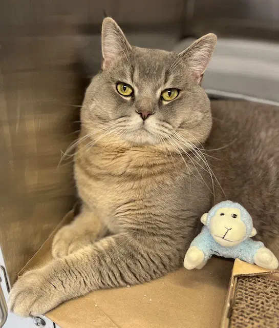 Sushi - British Shorthair