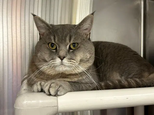 Sushi - British Shorthair