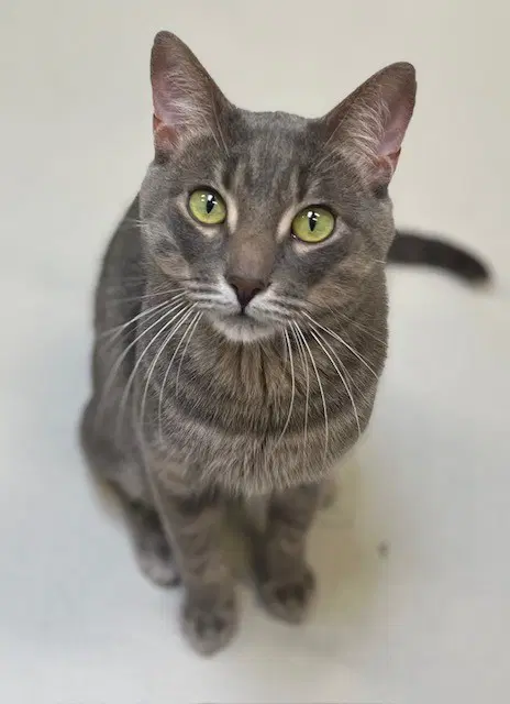 Bamboo - Domestic Short Hair