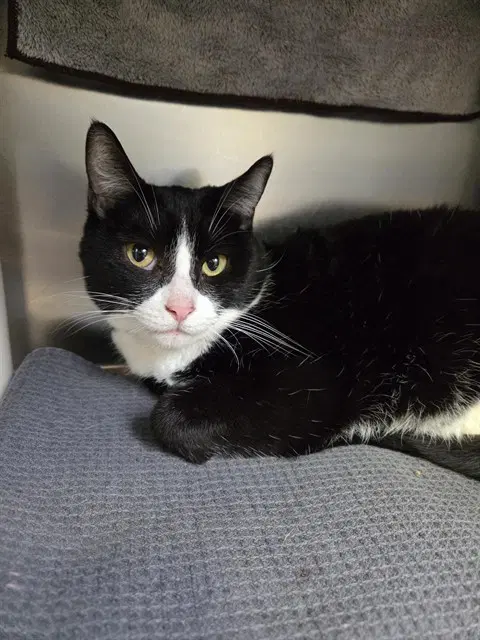 Unknown - Domestic Short Hair
