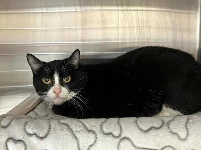 Unknown - Domestic Short Hair