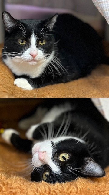 Miribelle, Domestic Short Hair
