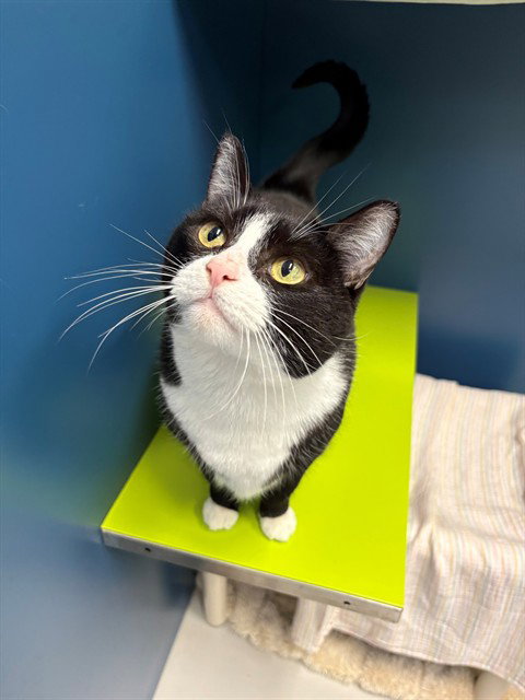 MIRIBELLE, a cat for adoption from City of Toronto Animal Services West Region