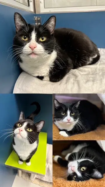 Unknown - Domestic Short Hair